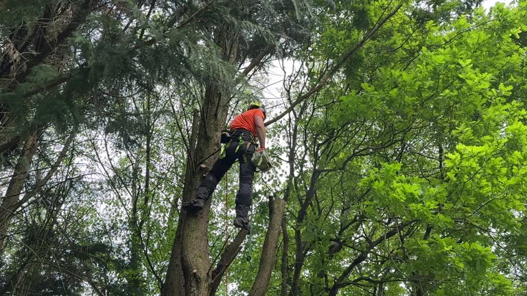 Professional Tree Removal and Landscaping Services in Reidville, SC